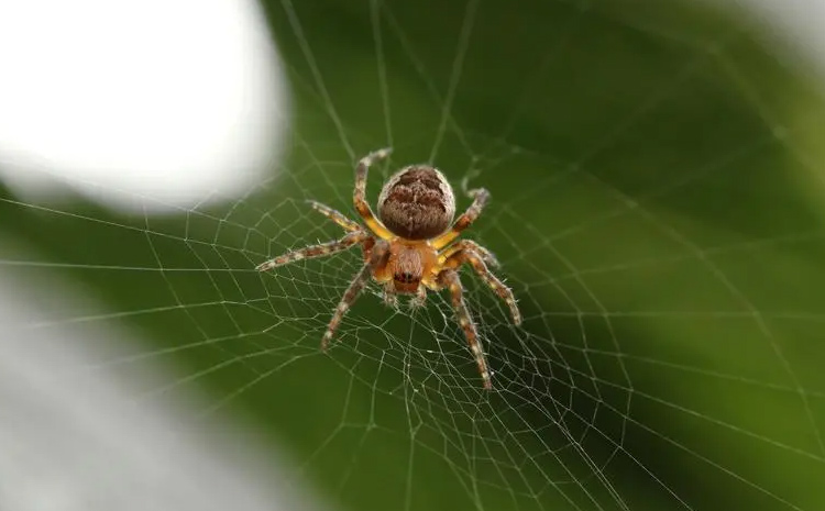 �����W(w��ng)վCrawlability�ļ����c����